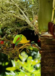 Rio Celeste Georgeous