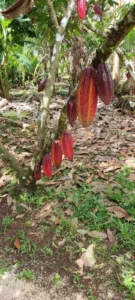 Rio Celeste Georgeous