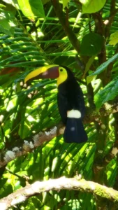 Rio Celeste Georgeous