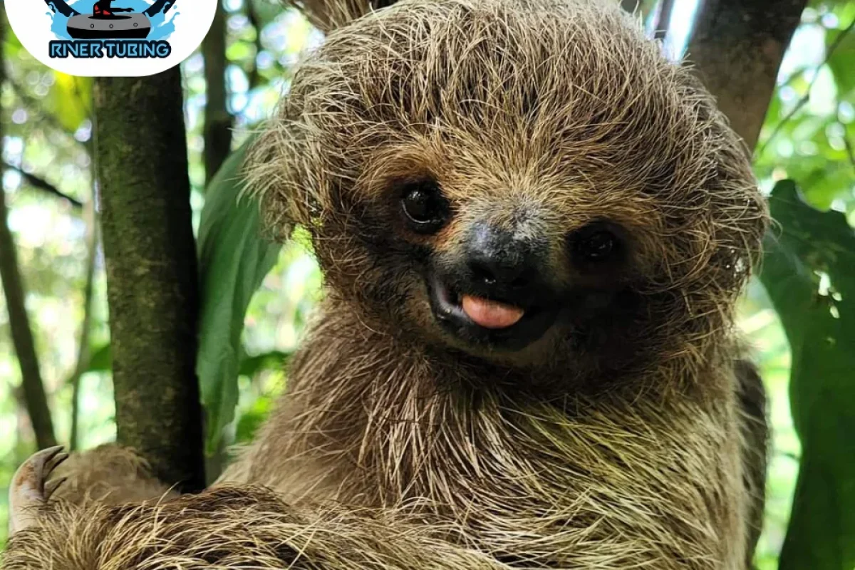 Sloth & Wildlife Tour